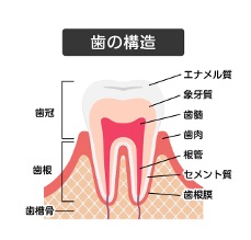 歯の構造図イメージ