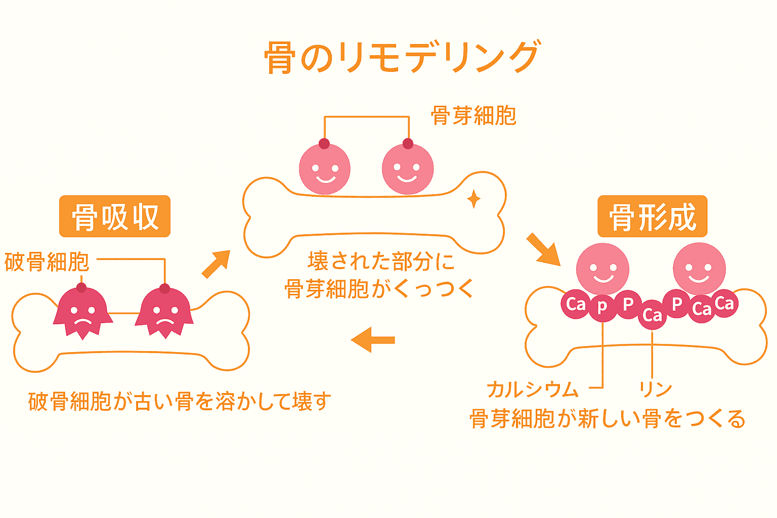 骨のモデリング