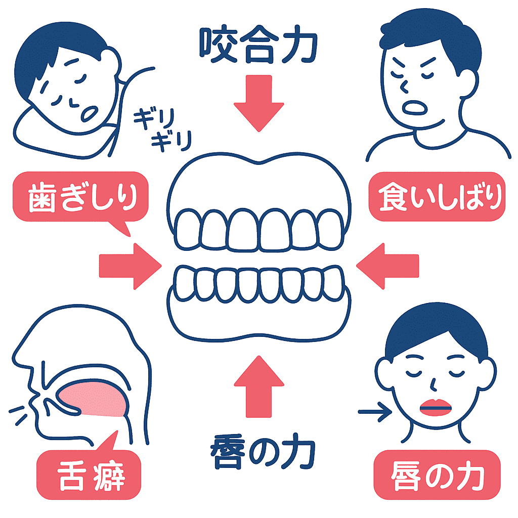 咬合力